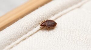 Bed bug