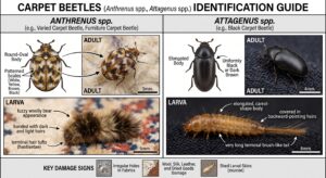 Carpet beetle