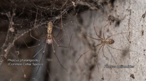 Cellar spider