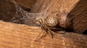 Common house spider