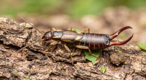European earwig