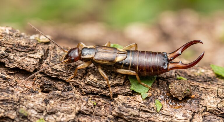 European earwig