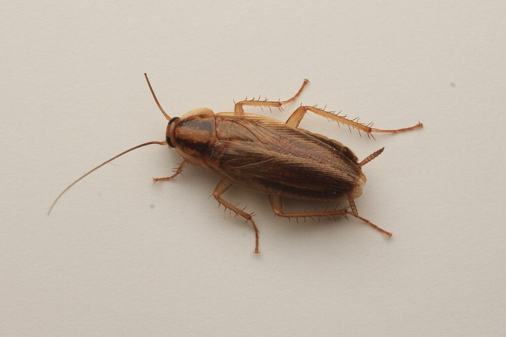 Adult German cockroach on a kitchen counter, showing two dark stripes on the shield behind its head