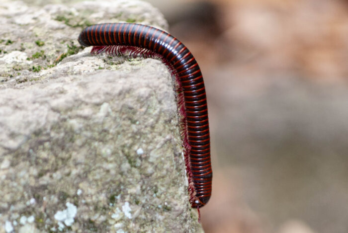 Millipede