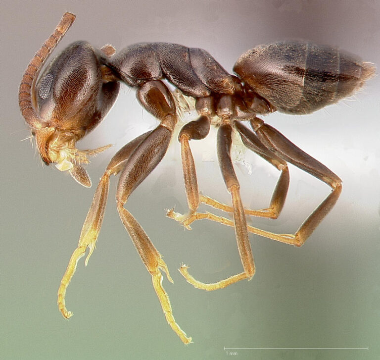 Odorous house ant