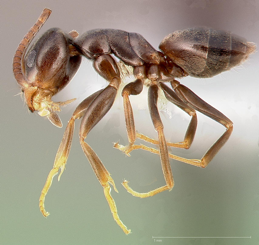 Small dark brown odorous house ant workers trailing along the edge of a kitchen countertop