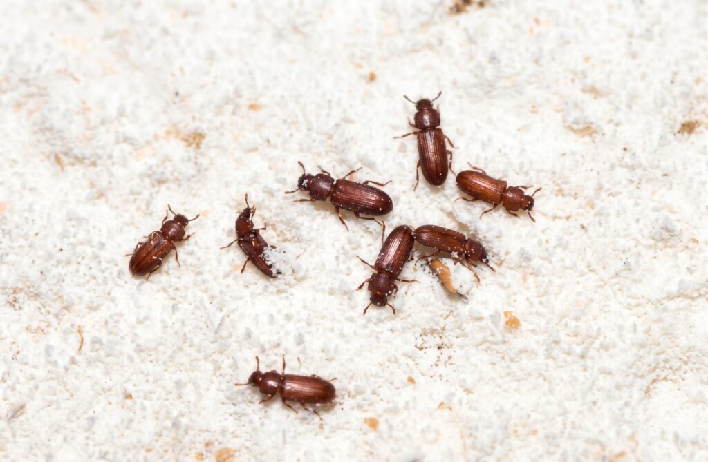 Several small reddish-brown flour beetles crawling in spilled flour on a kitchen pantry shelf