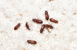 Pantry beetles (stored product beetles)