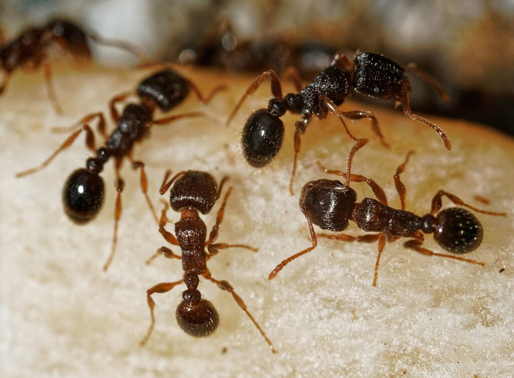 Small dark pavement ant worker on concrete beside a sidewalk crack with a small pile of soil