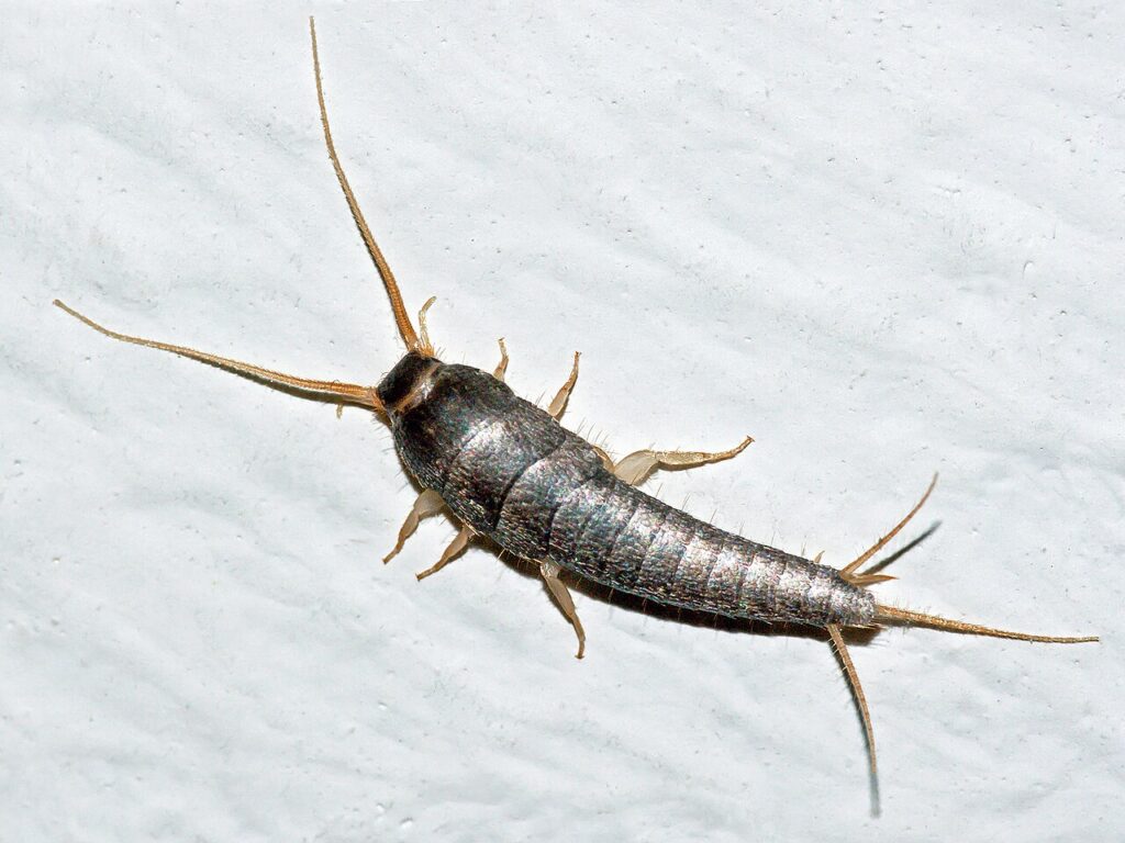 Shiny grey silverfish with long feelers and three thin tails, seen from above on a white bathroom tile floor