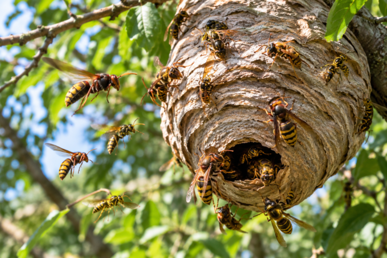 Wasps