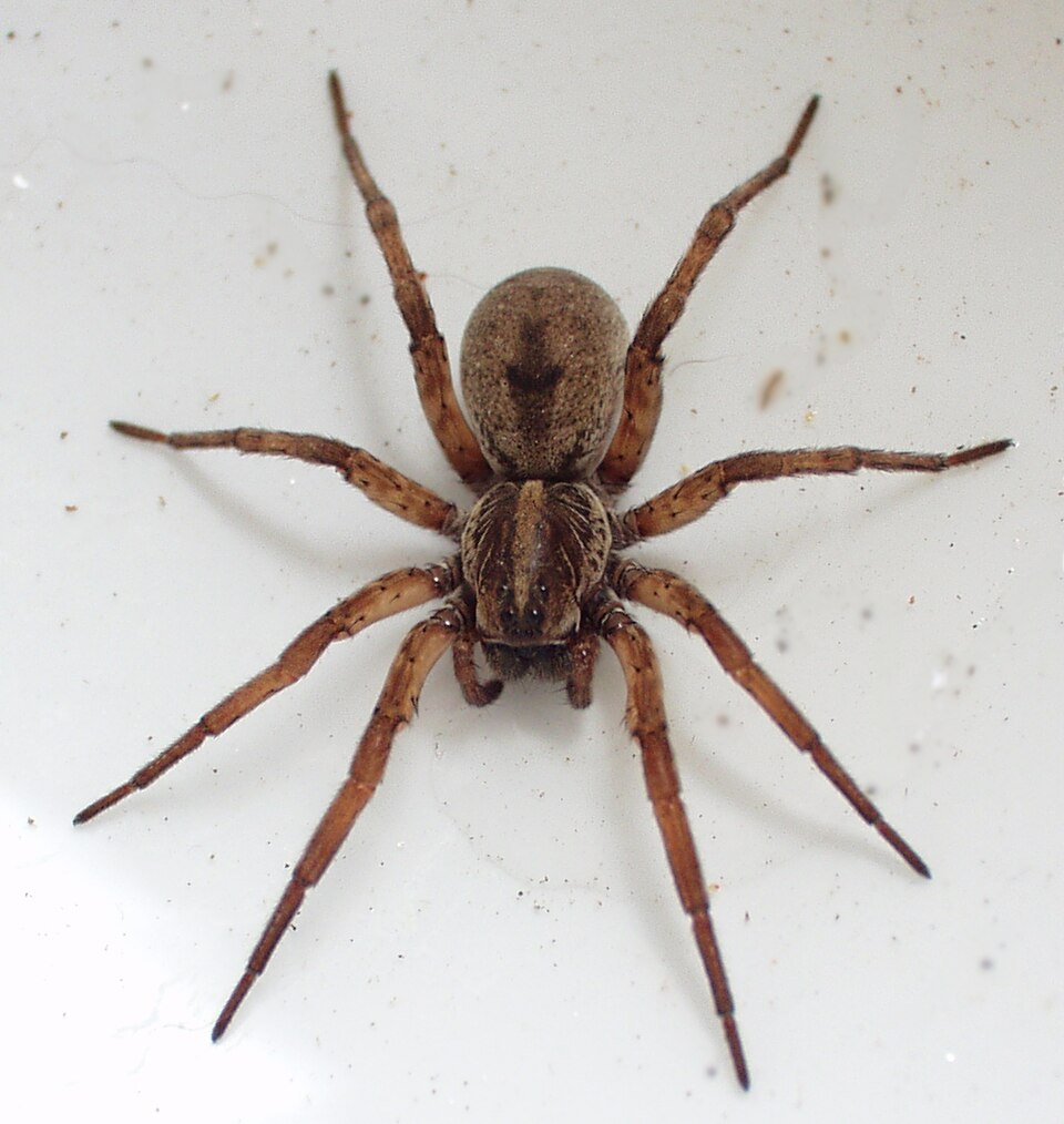 Mottled brown wolf spider with two large forward eyes carrying a pale egg sac on the tip of its abdomen