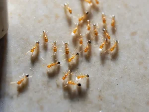 Pharaoh ant