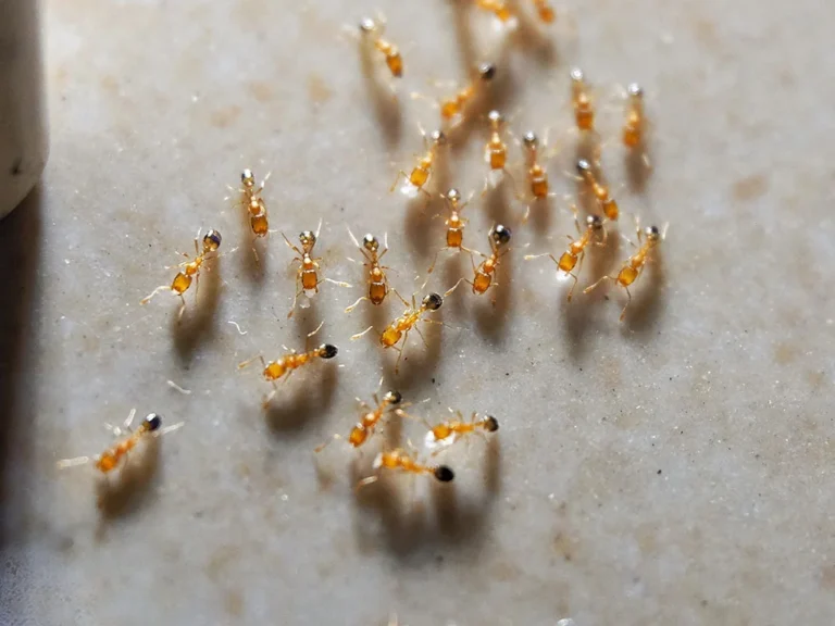 Pharaoh ant
